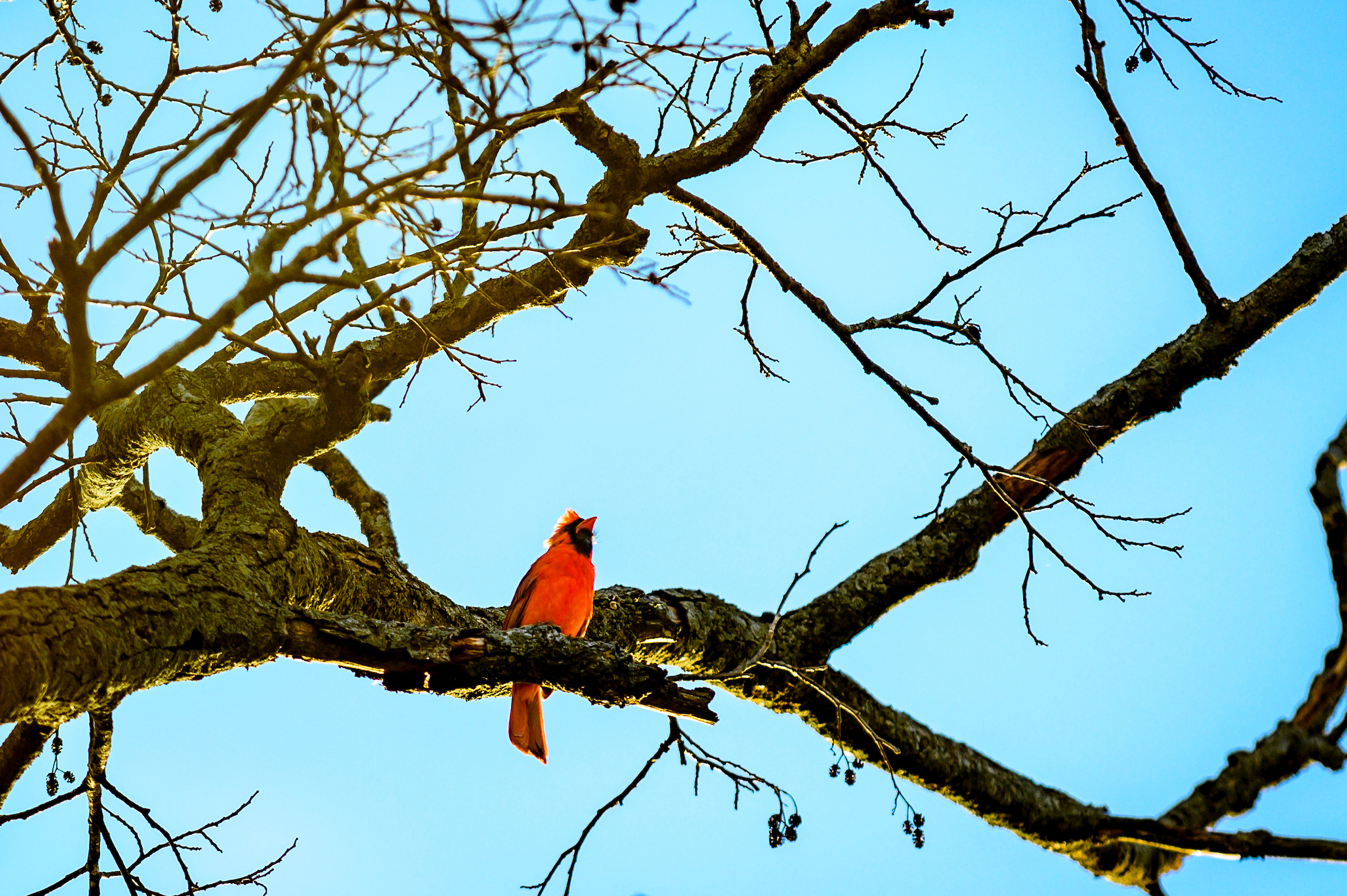 A photo of red cardinal sitting on a tree branch